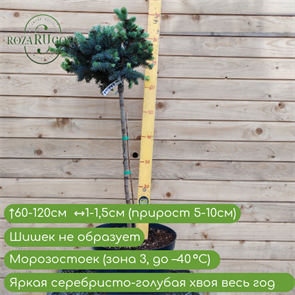 Ель колючая Глаука Глобоза (Glauca Globosa) на штамбе 24936