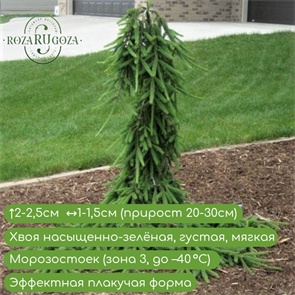 {{productViewItem.photos[photoViewList.activeNavIndex].Alt || productViewItem.photos[photoViewList.activeNavIndex].Description || 'Ель обыкновенная Фробург (Frohburg)'}}