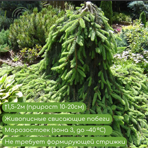 {{productViewItem.photos[photoViewList.activeNavIndex].Alt || productViewItem.photos[photoViewList.activeNavIndex].Description || 'Ель Инверса (Inversa) штамб (100-120см.)'}}