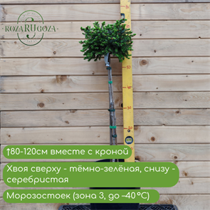 Ель сербская Нана (Nana) штамб (60-80см.) 24934