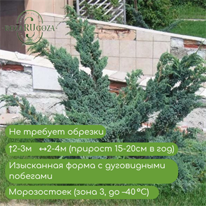 {{productViewItem.photos[photoViewList.activeNavIndex].Alt || productViewItem.photos[photoViewList.activeNavIndex].Description || 'Можжевельник чешуйчатый Мейера (Meyeri)'}}
