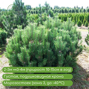 {{productViewItem.photos[photoViewList.activeNavIndex].Alt || productViewItem.photos[photoViewList.activeNavIndex].Description || 'Сосна горная Мугус (Mughus)'}}