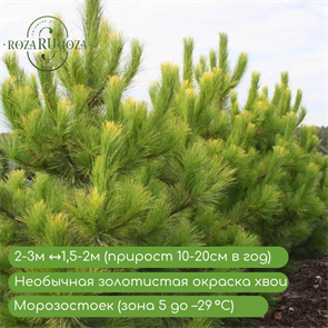{{productViewItem.photos[photoViewList.activeNavIndex].Alt || productViewItem.photos[photoViewList.activeNavIndex].Description || 'Сосна черная Голд Фингер (Golden Fingers)'}}