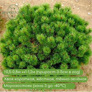 {{productViewItem.photos[photoViewList.activeNavIndex].Alt || productViewItem.photos[photoViewList.activeNavIndex].Description || 'Сосна горная Мопс (Mops)'}}