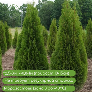 {{productViewItem.photos[photoViewList.activeNavIndex].Alt || productViewItem.photos[photoViewList.activeNavIndex].Description || 'Туя западная Холструп (Holmstrup)'}}