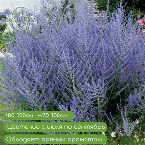 Перовския лебедолистная Блю Спирит (Blue Spire) 24943