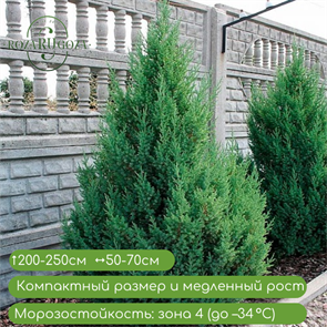 {{productViewItem.photos[photoViewList.activeNavIndex].Alt || productViewItem.photos[photoViewList.activeNavIndex].Description || 'Можжевельник китайский Стрикта (Stricta)'}}