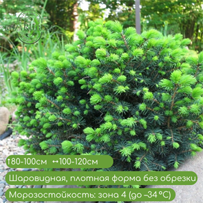 Ель сербская Карел (Karel) 10216401