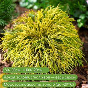 {{productViewItem.photos[photoViewList.activeNavIndex].Alt || productViewItem.photos[photoViewList.activeNavIndex].Description || 'Кипарисовик Санголд (Sungold)'}}