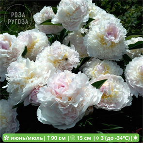 Пион Блаш Квин (Blush Queen) 24961