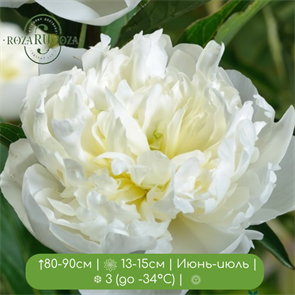 Пион Дюшес де Немур (Duchesse de Nemours) 24962