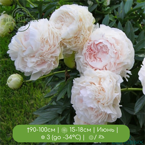 Пион Соланж (Paeonia Solange) 24966
