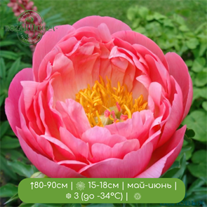 Пион гибридный Корал Сансет (hybrid Coral Sunset) 24968