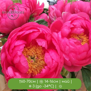 Пион Цитерия (hybrid Cytherea) 24969