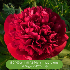 Пион Диана Паркс (hybrid Diana Parks) 24970