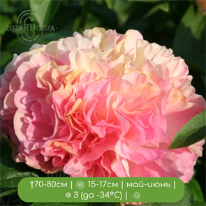 Пион Лоис Чойс (hybrid Lois Choice) 24974