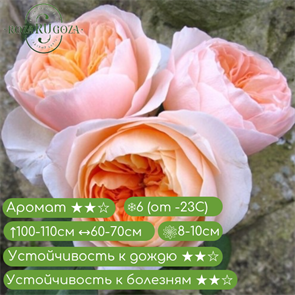 {{productViewItem.photos[photoViewList.activeNavIndex].Alt || productViewItem.photos[photoViewList.activeNavIndex].Description || 'Роза английская Джульетта ( Juliet) |David Austin Великобритания, 1999'}}
