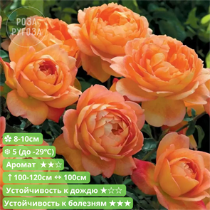 {{productViewItem.photos[photoViewList.activeNavIndex].Alt || productViewItem.photos[photoViewList.activeNavIndex].Description || 'Роза английская Леди оф Шалот (Lady of Shalott) | Austin, 2009|шраб'}}