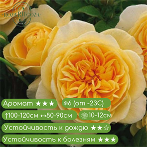 {{productViewItem.photos[photoViewList.activeNavIndex].Alt || productViewItem.photos[photoViewList.activeNavIndex].Description || 'Роза английская Зе Поэтс Вайф (The Poets Wife) | David C. H. Austin Великобритания, 2014'}}