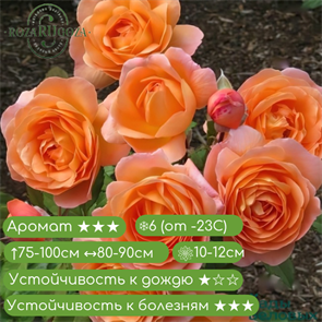 {{productViewItem.photos[photoViewList.activeNavIndex].Alt || productViewItem.photos[photoViewList.activeNavIndex].Description || 'Роза английская Леди Эмма Гамильтон (Lady Emma Hamilton) | Austin Великобритания, 2005'}}