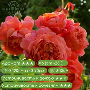 {{productViewItem.photos[photoViewList.activeNavIndex].Alt || productViewItem.photos[photoViewList.activeNavIndex].Description || 'Роза английская Саммер Сонг (Summer Song) | Austin, 2007'}}