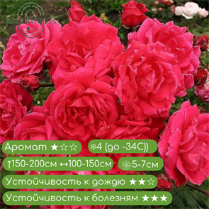 Роза шраб Александр Маккензи (Alexander MacKenzie) канадская fs25-9