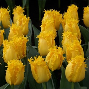 Тюльпан Еллоу Валери (Yellow Valery) 25038