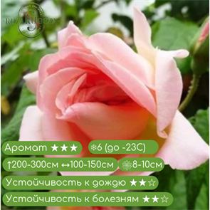 {{productViewItem.photos[photoViewList.activeNavIndex].Alt || productViewItem.photos[photoViewList.activeNavIndex].Description || 'Роза плетистая Графиня Воронцова (Comtesse De Woronzoff) | Н.А. Гартвис Россия, 1829'}}
