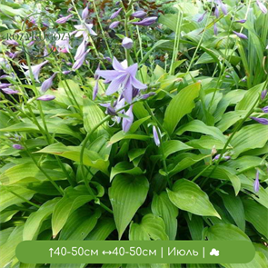 Хоста ланцетолистная (lancifolia) 25057