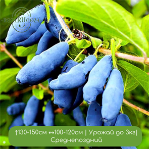 Жимолость Гордость Бакчара 25064