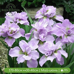 Ирис сибирский Кита-Но-Сейза (Kita-no-Seiza) jun2023-31