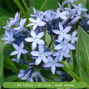Амсония иволистная голубая 25093