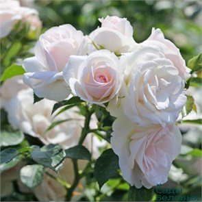 {{productViewItem.photos[photoViewList.activeNavIndex].Alt || productViewItem.photos[photoViewList.activeNavIndex].Description || 'Роза флорибунда Аспирин (Aspirin Rose) | Tantau, 1997'}}