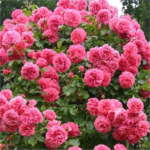{{productViewItem.photos[photoViewList.activeNavIndex].Alt || productViewItem.photos[photoViewList.activeNavIndex].Description || 'Роза плетистая Розариум Ютерзен (Rosarium Uetersen) | Kordes, 1977'}}