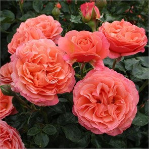 {{productViewItem.photos[photoViewList.activeNavIndex].Alt || productViewItem.photos[photoViewList.activeNavIndex].Description || 'Роза флорибунда Корал Лионс Роуз (Coral Lions-Rose) | W. Kordes&#39; Sohne Германия, 2019'}}