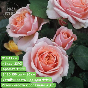 {{productViewItem.photos[photoViewList.activeNavIndex].Alt || productViewItem.photos[photoViewList.activeNavIndex].Description || 'Роза шраб Поль Бокюз (Paul Bocuse)| Massad Франция, 1991'}}
