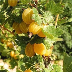 Крыжовник Куршу Дзинтарис МClon25-1