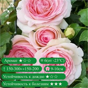 {{productViewItem.photos[photoViewList.activeNavIndex].Alt || productViewItem.photos[photoViewList.activeNavIndex].Description || 'Роза плетистая Пьер Де Ронсар (Rose Pierre De Ronsard) | Meilland, 1987'}}