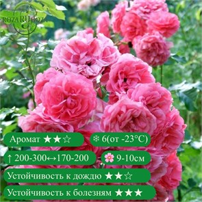 {{productViewItem.photos[photoViewList.activeNavIndex].Alt || productViewItem.photos[photoViewList.activeNavIndex].Description || 'Роза плетистая флорибунда Парад (Parade) | Boerner США, 1953'}}