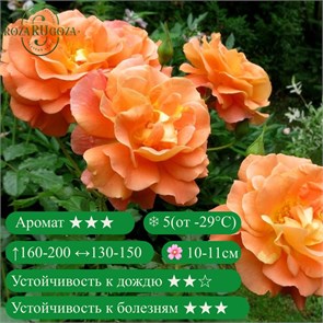 {{productViewItem.photos[photoViewList.activeNavIndex].Alt || productViewItem.photos[photoViewList.activeNavIndex].Description || 'Роза плетистая (клаймбер) Вестерленд (Westerland) | Kordes, 1969'}}