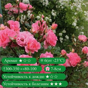 {{productViewItem.photos[photoViewList.activeNavIndex].Alt || productViewItem.photos[photoViewList.activeNavIndex].Description || 'Роза плетистая Дреам Уивер (Dream Weaver) | Zary США, 1998'}}