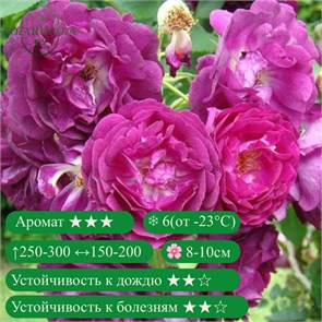 {{productViewItem.photos[photoViewList.activeNavIndex].Alt || productViewItem.photos[photoViewList.activeNavIndex].Description || 'Роза плетистая Розенгартен Цвайбрюкен (Rosengarten Zweibrucken) | Christopher H. Warner Великобритания, 2009'}}