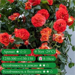 {{productViewItem.photos[photoViewList.activeNavIndex].Alt || productViewItem.photos[photoViewList.activeNavIndex].Description || 'Роза плетистая Мисс Танжерин (Miss Tangerine)| Barni Италия, 2018'}}