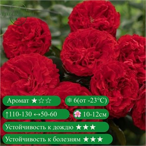 {{productViewItem.photos[photoViewList.activeNavIndex].Alt || productViewItem.photos[photoViewList.activeNavIndex].Description || 'Роза чайно-гибридная Самарканда (Samarcanda) | Meilland Франция, 2011'}}