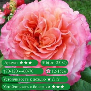 {{productViewItem.photos[photoViewList.activeNavIndex].Alt || productViewItem.photos[photoViewList.activeNavIndex].Description || 'Роза чайно-гибридная Августа Луиза (Augusta Luise) | Tantau Германия, 1999'}}