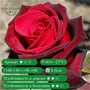 {{productViewItem.photos[photoViewList.activeNavIndex].Alt || productViewItem.photos[photoViewList.activeNavIndex].Description || 'Роза чайно-гибридные Блэк Мейджик (Black Magic) | Tantau Германия, 1997'}}