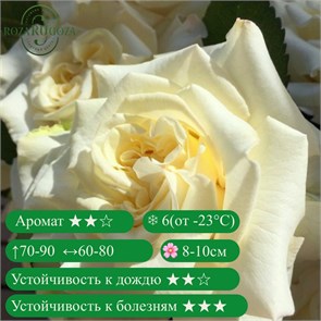 {{productViewItem.photos[photoViewList.activeNavIndex].Alt || productViewItem.photos[photoViewList.activeNavIndex].Description || 'Роза чайно-гибридные Вайт Эшли (White Ashley) | Tantau Германия , 2017'}}