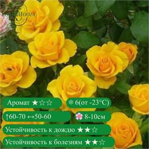 {{productViewItem.photos[photoViewList.activeNavIndex].Alt || productViewItem.photos[photoViewList.activeNavIndex].Description || 'Роза чайно-гибридная Керио (Kerio) | Нидерланды, 2002'}}