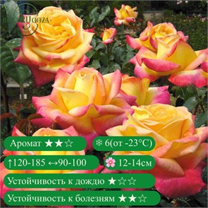 {{productViewItem.photos[photoViewList.activeNavIndex].Alt || productViewItem.photos[photoViewList.activeNavIndex].Description || 'Роза чайно-гибридная Восточный Экспресс (Pullman Orient Express)| США, 2001'}}