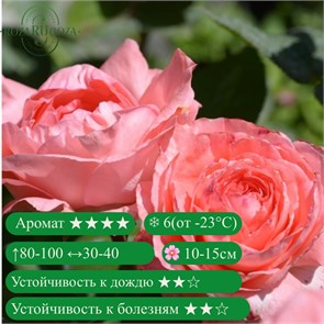 {{productViewItem.photos[photoViewList.activeNavIndex].Alt || productViewItem.photos[photoViewList.activeNavIndex].Description || 'Роза чайно-гибридная Мари Кэролайн (Marie Caroline) | Michel Adam Франция, 2002'}}